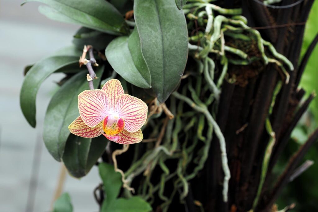Ocean Orchids u Dobrovniku – vrt orhideja