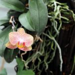 Ideja za izlet za ljubitelje orhideja: Dobrovnik i Ocean Orchids kriju tropsku džunglu usred Slovenije