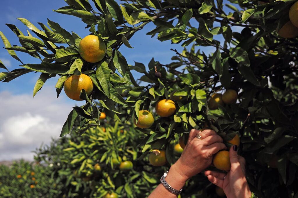 berba mandarina (6)