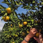 Jesen uz Neretvu: mandarine, rimski carevi i okusi juga