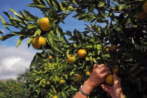berba mandarina (6)