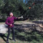 Posezona u Puntu ima svoje adute: berba maslina, otočna gastronomija i izlet na Košljun
